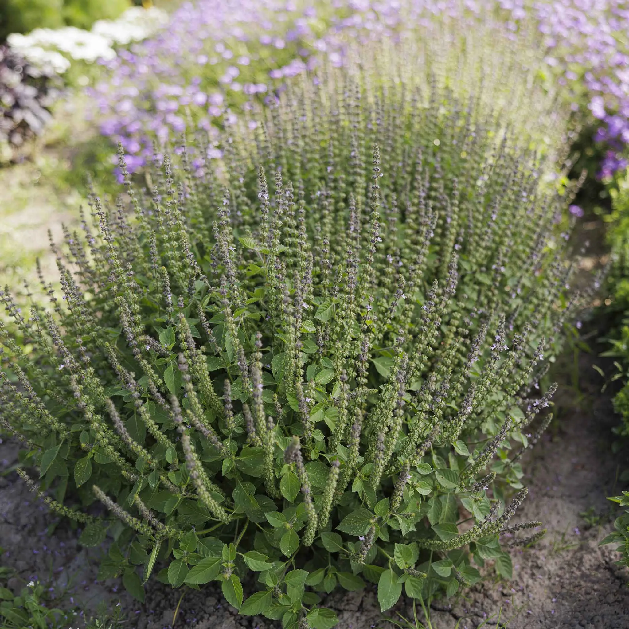 Basil Seeds - Blue Spice