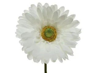 Gerbera polyester