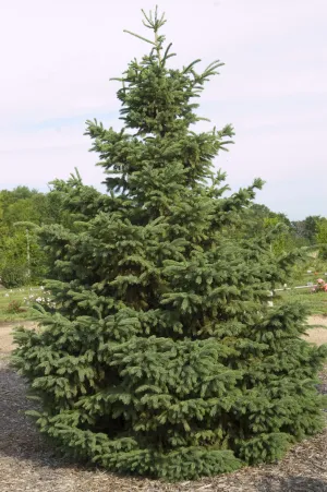 Picea glauca Densata 10'
