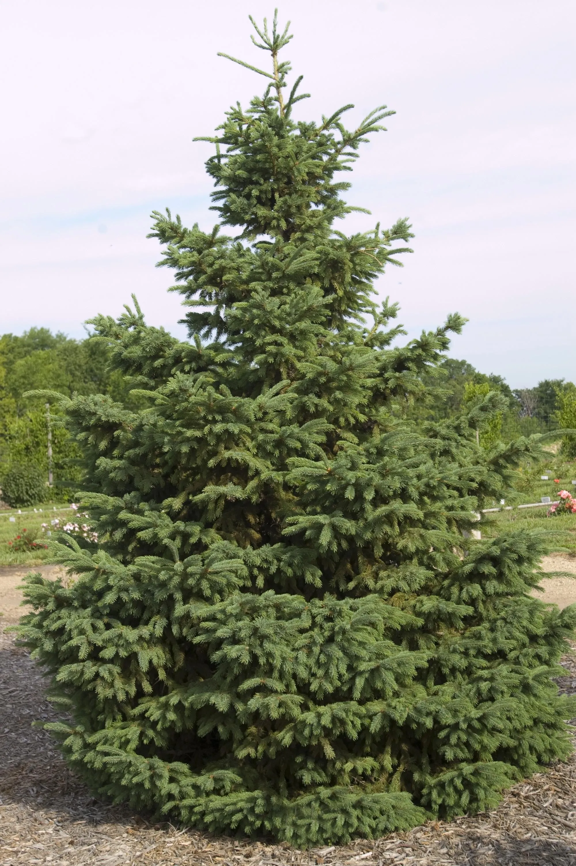 Picea glauca Densata 10'