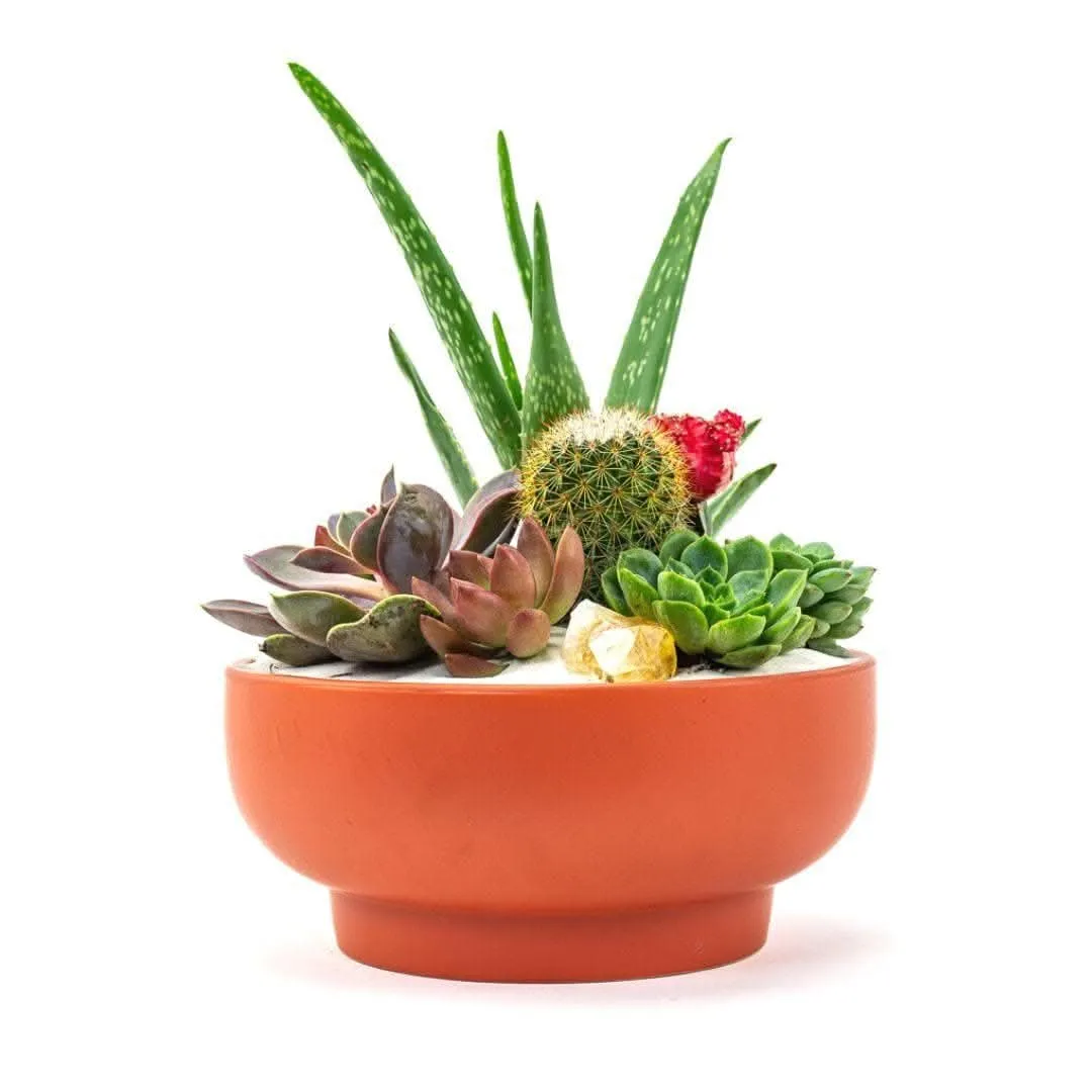 Rust Crystal Succulent Garden