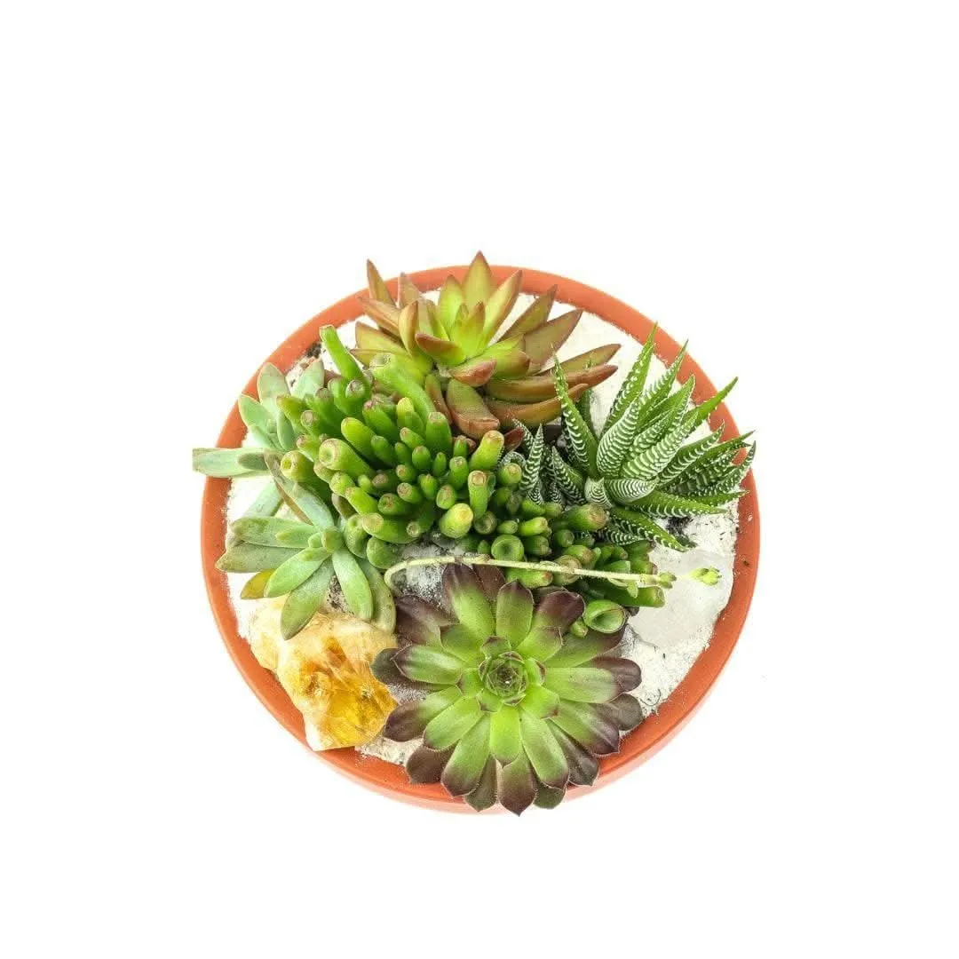 Rust Crystal Succulent Garden