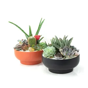 Rust Crystal Succulent Garden