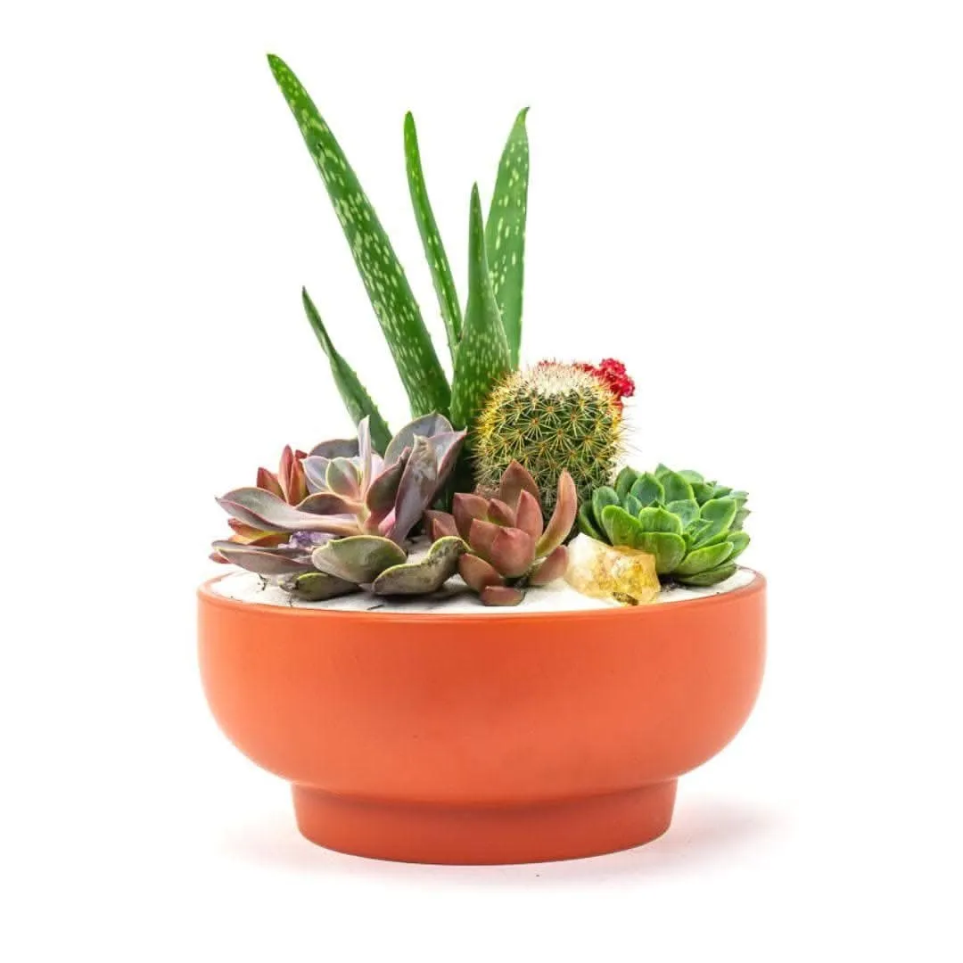 Rust Crystal Succulent Garden